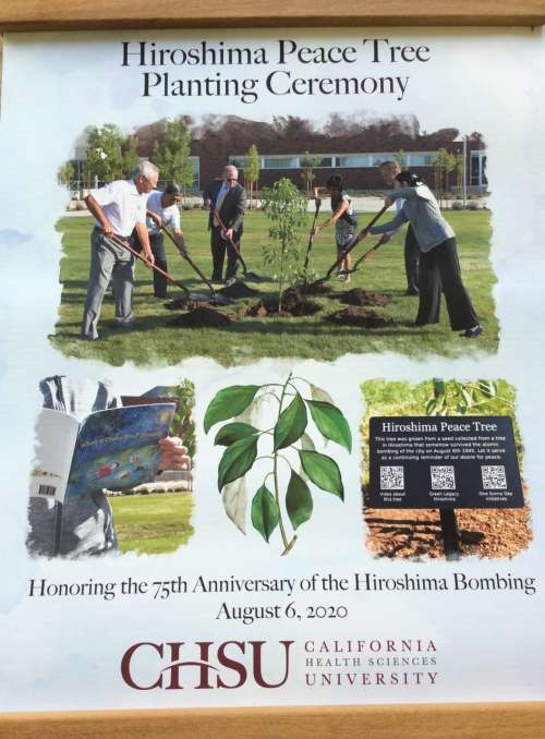 Framed collage of pictures. Top: people shoveling dirt around the tree. Left: reading from When A Peace Tree Blooms. Center: Camphor leaf illustration. Right: Peace Tree plaque.